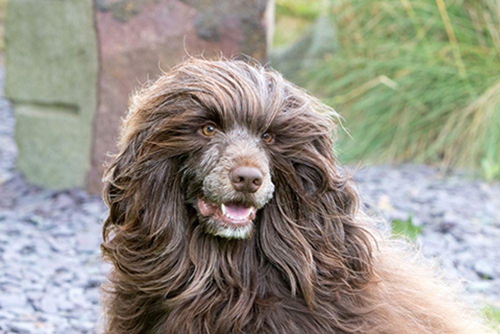 how much portuguese water dog