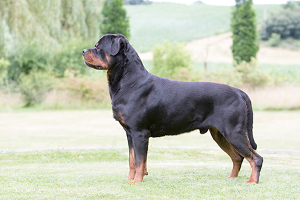are there 2 different types of rottweilers