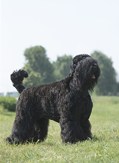 What Breeds Make Up A Black Russian Terrier