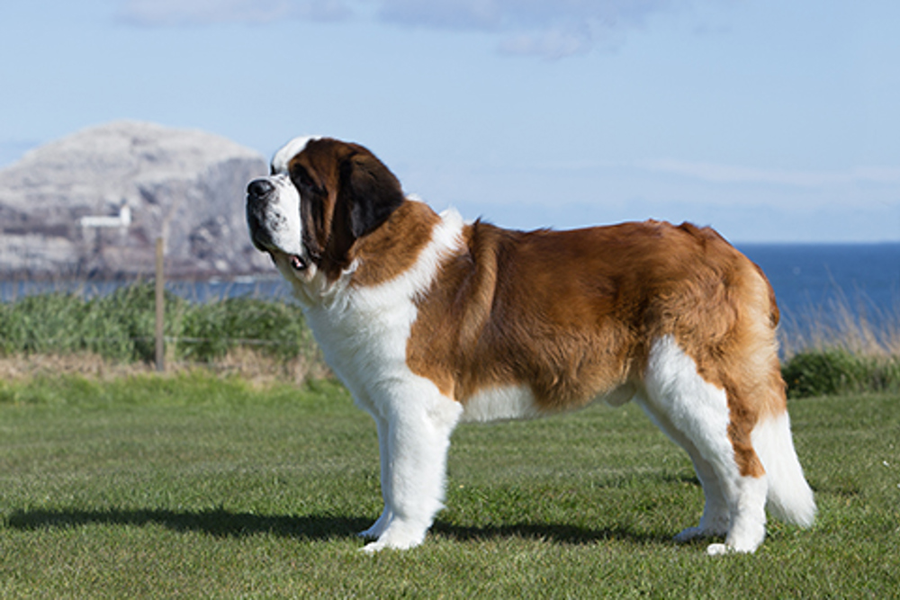 how much is a st bernard puppy