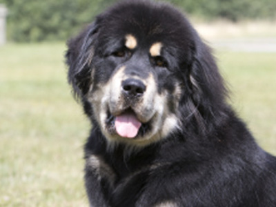 Tibetan Mastiff headshot
