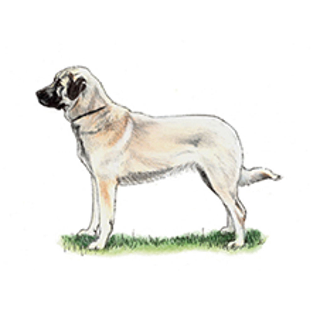 Anatolian Shepherd Dog illustration