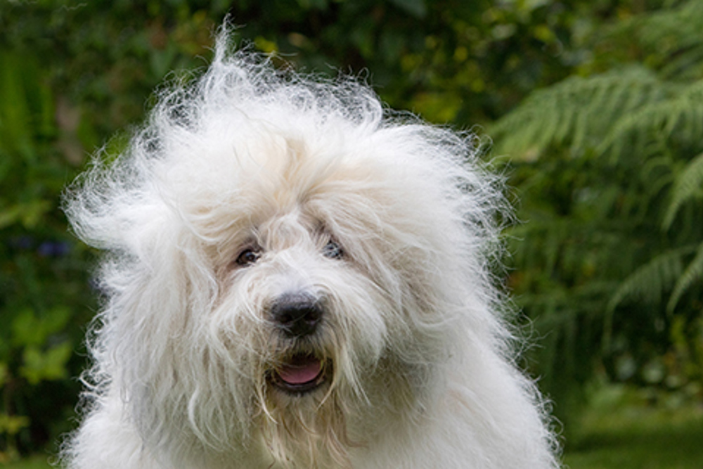 Old English Sheepdog Breeds A to Z The Kennel Club