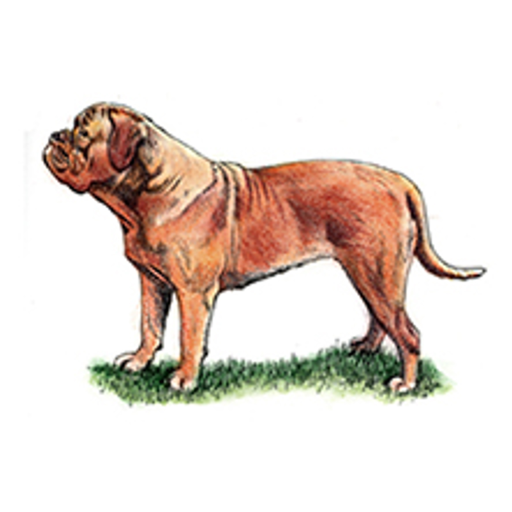 Dogue de Bordeaux illustration