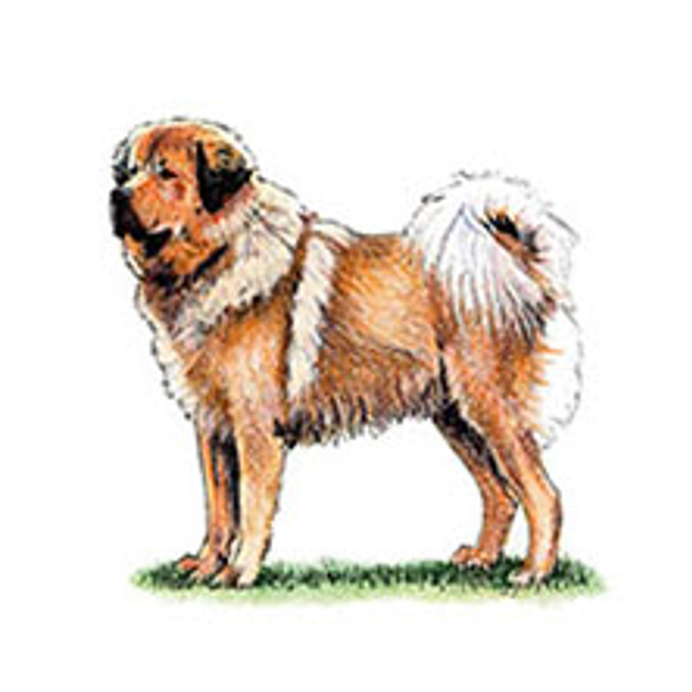 Tibetan Mastiff illustration