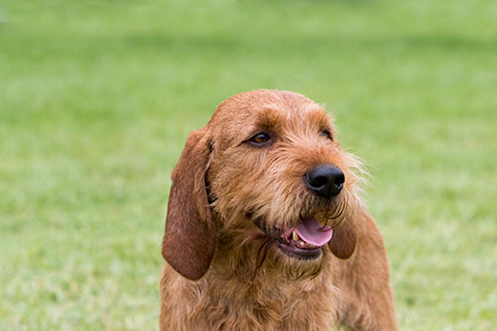 Are Basset Fauve De Bretagnes Good With Other Dogs