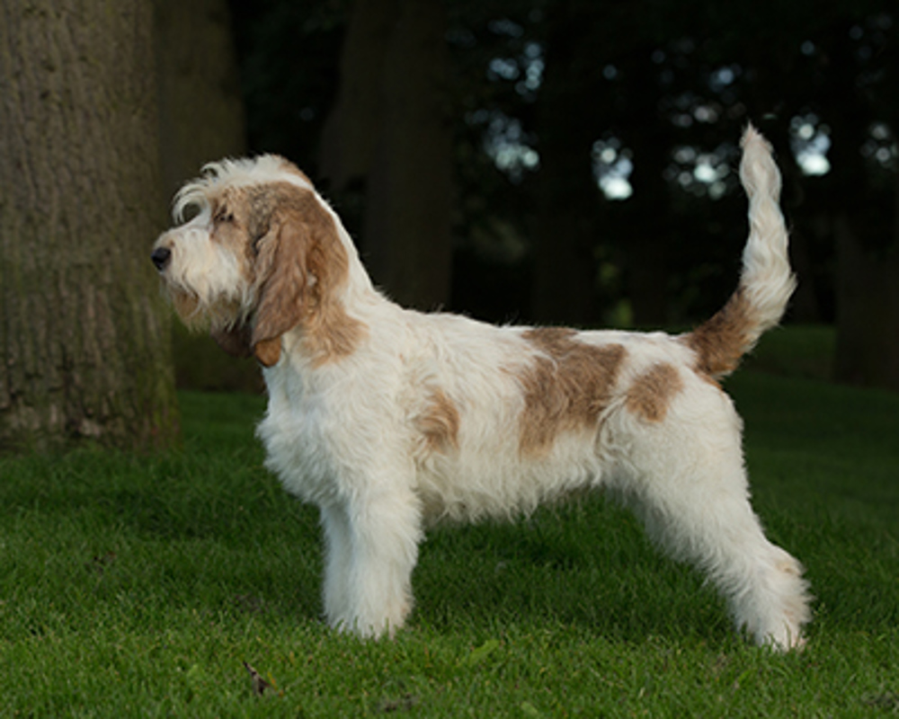 Basset Griffon Vendeen (Grand) | Breeds A to Z | Kennel Club