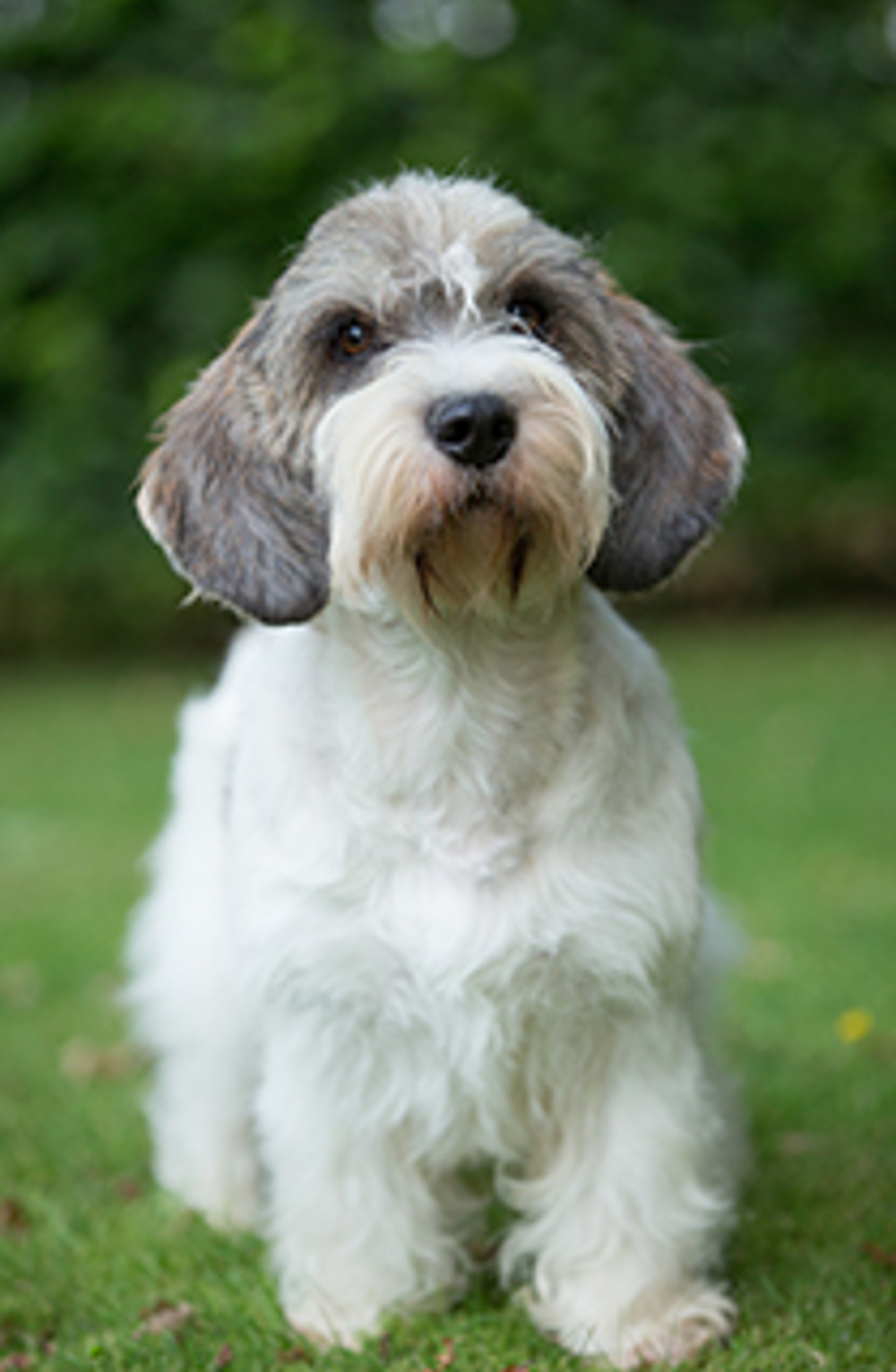 Basset Griffon Vendeen (Petit) | Breeds A to Z | Kennel Club