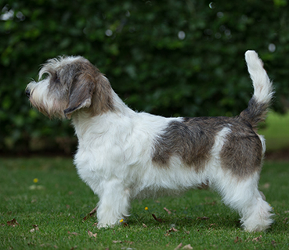 can petit basset griffon vendeen be white