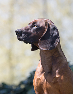 Bavarian Mountain Hound Breeds A To Z The Kennel Club