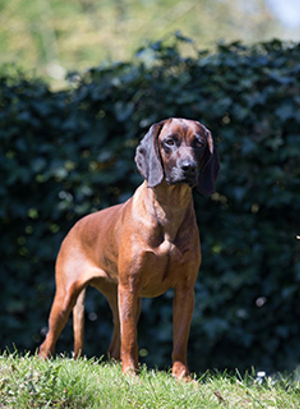 Bavarian Mountain Hound Breeds A to Z The Kennel Club