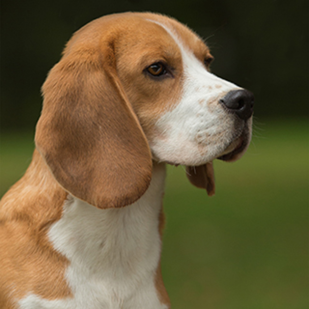 Beagle | Breeds A to Z | The Kennel Club