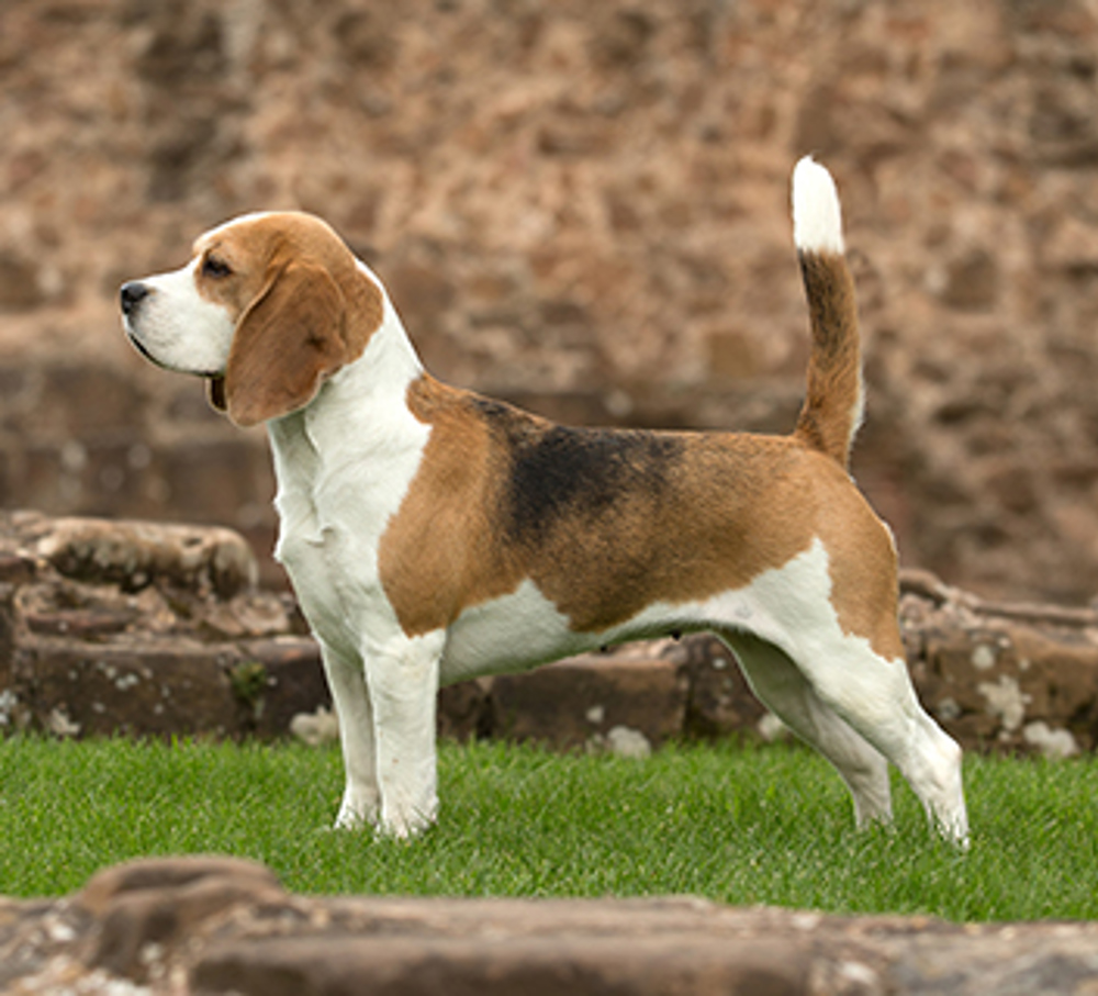 did queen elizabeth keep pedigree dogs