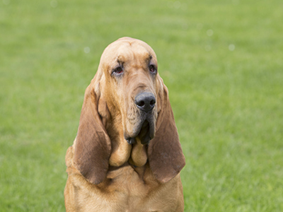 Bloodhound headshot