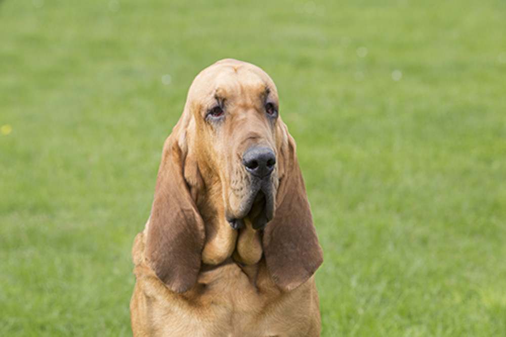 Bloodhound | Breeds A to Z | The Kennel Club