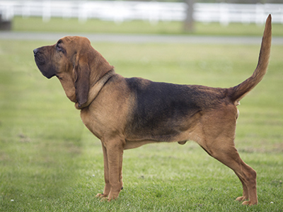 Bloodhound standing