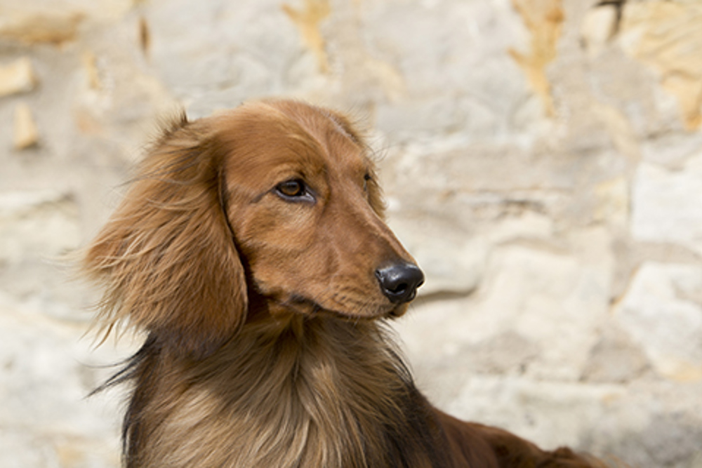 Dachshund (Long Haired) | Breeds A to Z | The Kennel Club