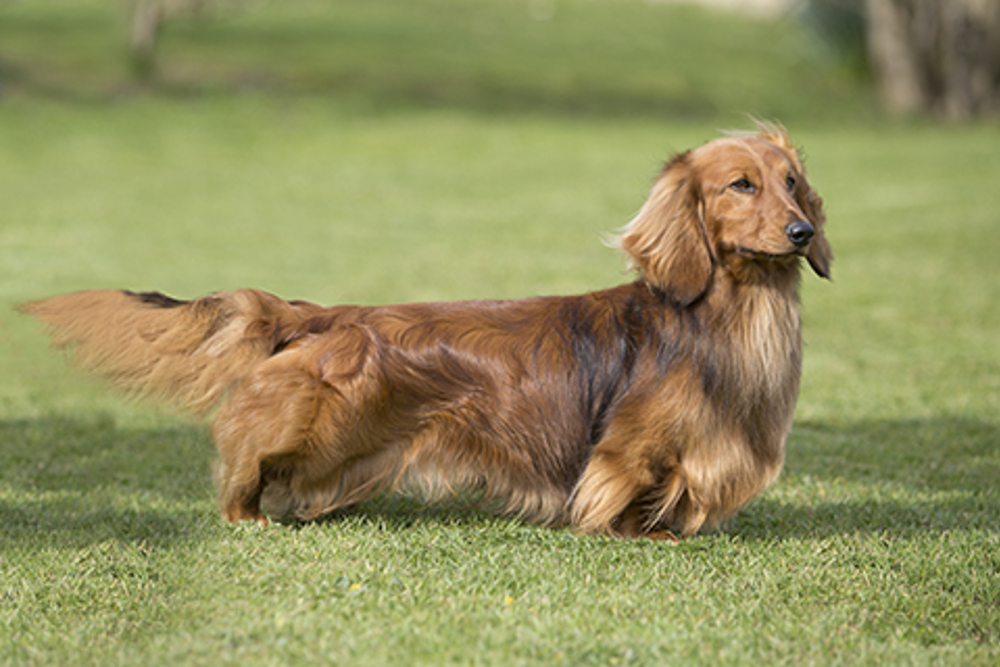 Dachshund Long Haired Breeds A To Z The Kennel Club