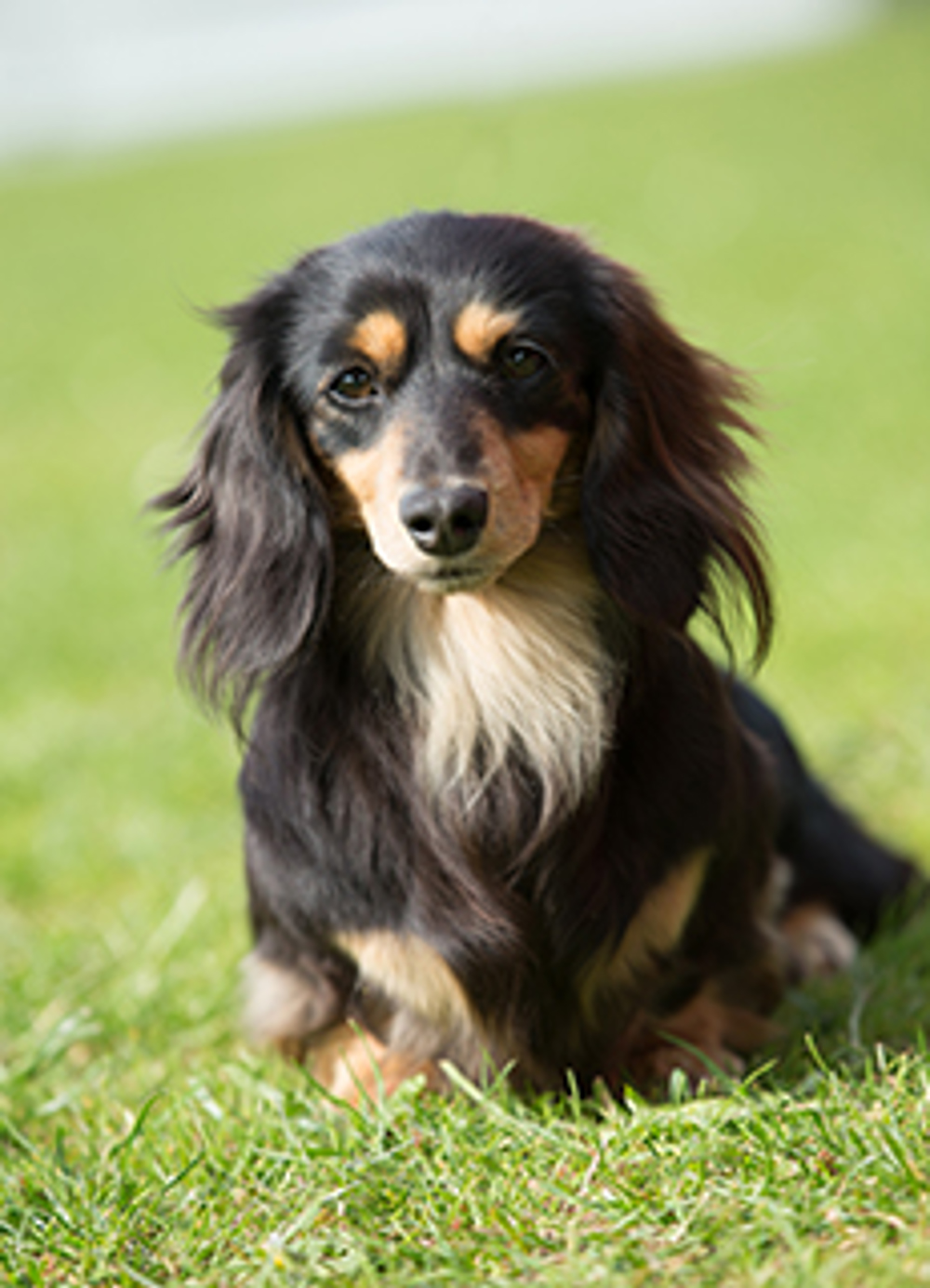 Dachshund Min Long Haired Breeds A Z The Kennel Club