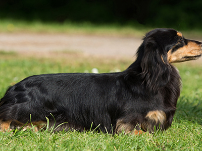 Dachshund (Miniature Long Haired) standing