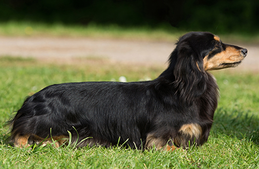 Dachshund (Min. Long Haired) | Breeds A-Z | The Kennel Club