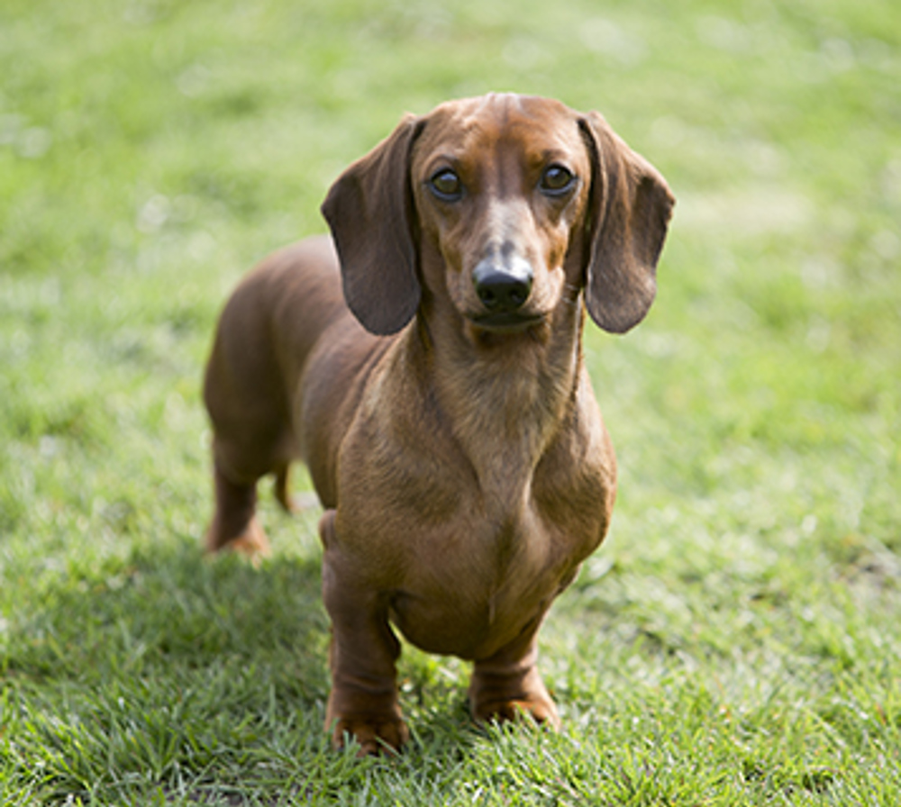 20 Top Photos Blonde Wire Haired Dachshund Types Of