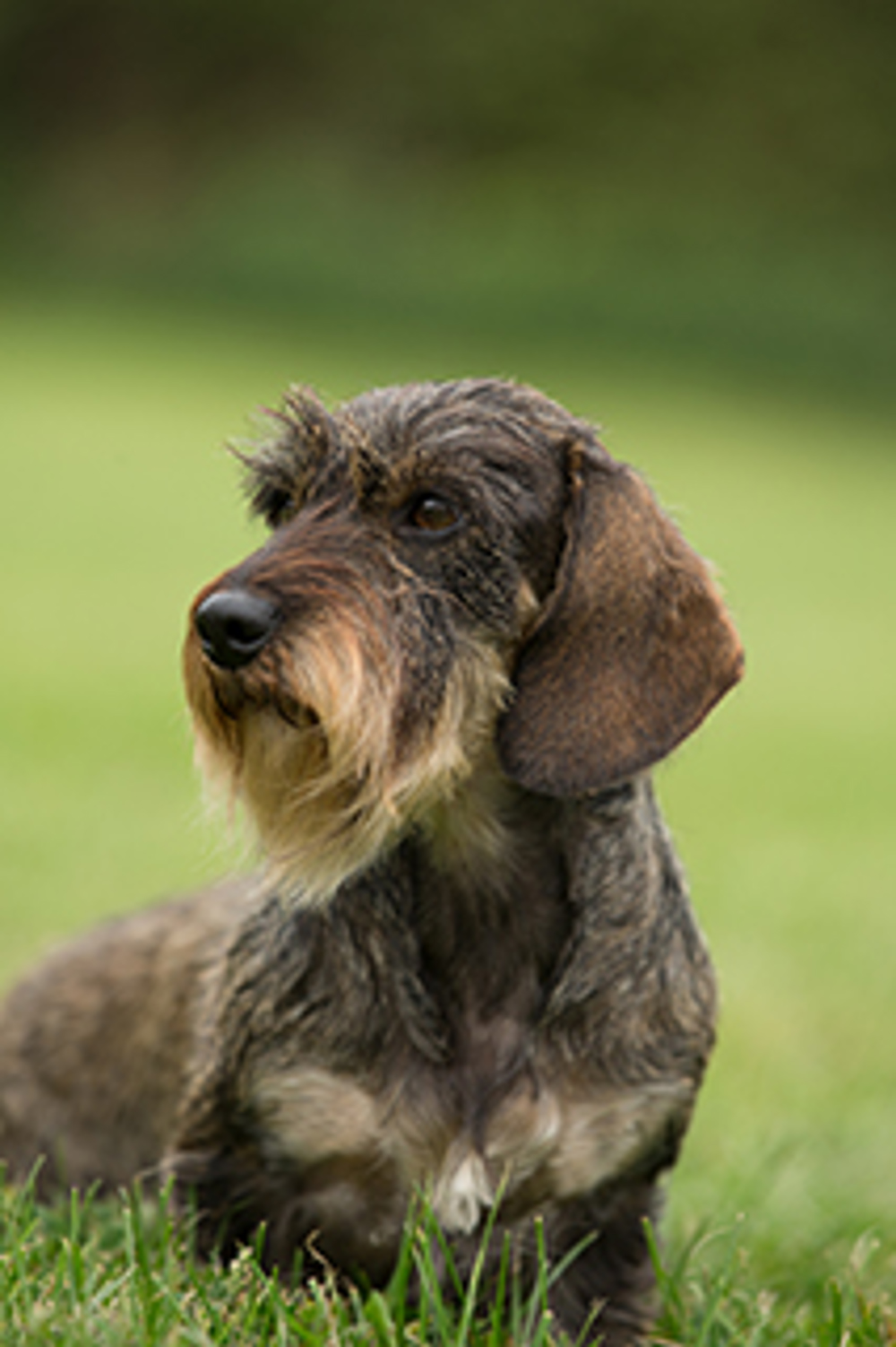 Dachshund Min Wire Haired Breeds A Z The Kennel Club