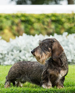 rough coat dachshund