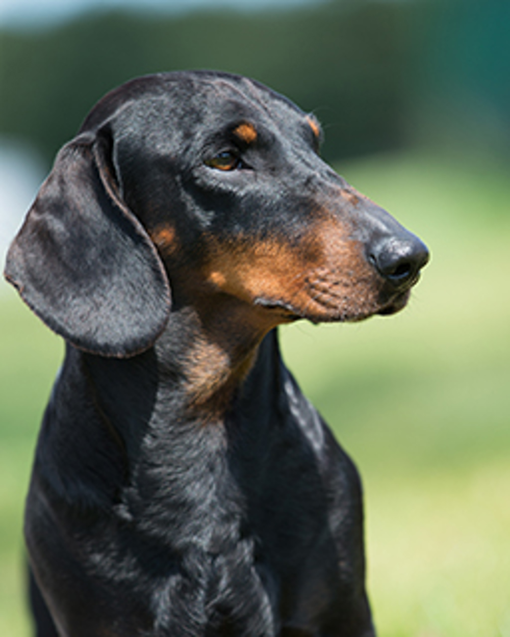 Dachshund Smooth Haired Breeds A To Z The Kennel Club