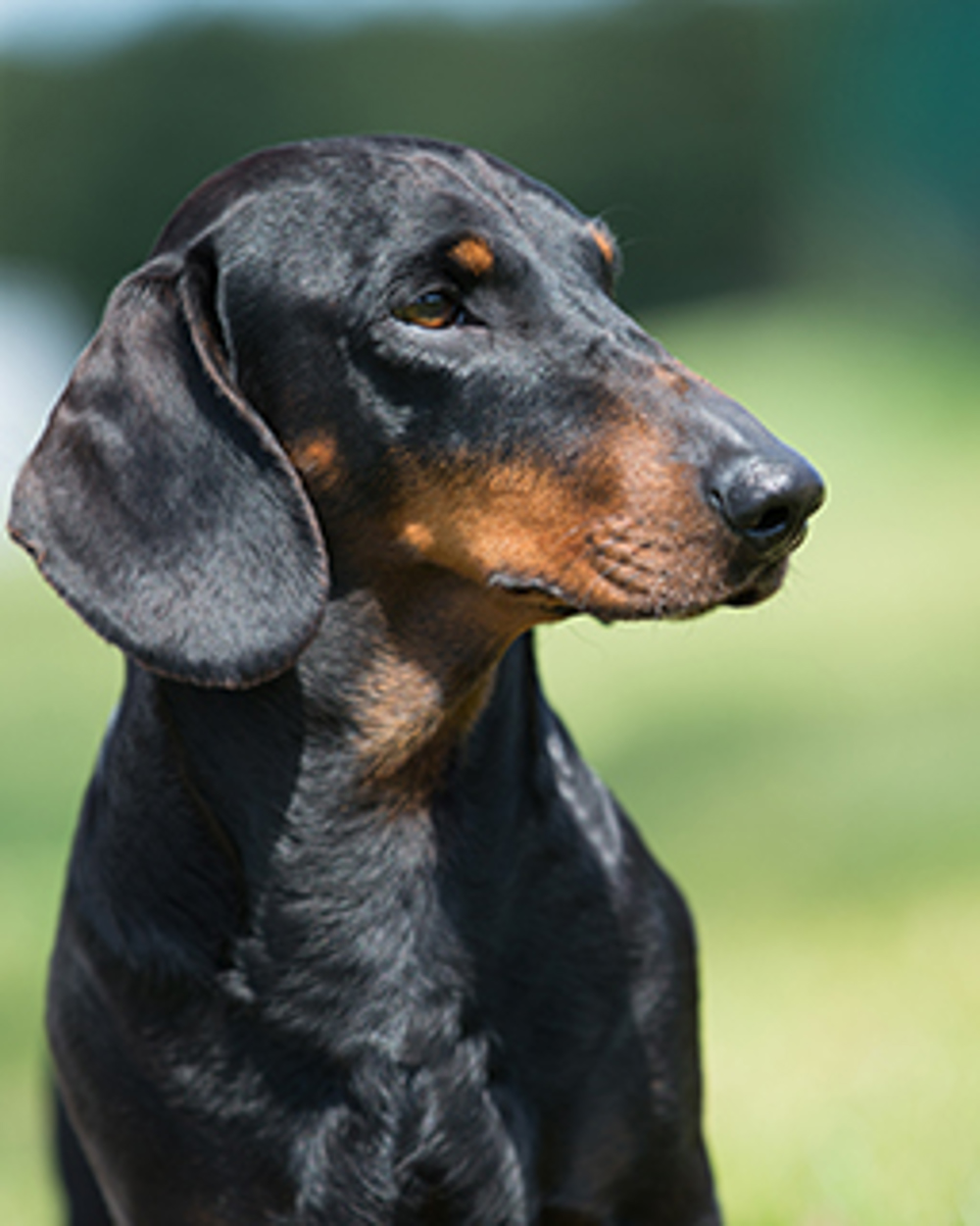 Dachshund (Smooth Haired) | Breeds A to Z | The Kennel Club
