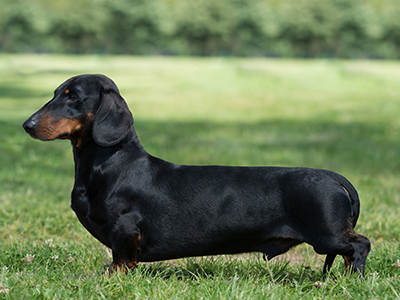 Dachshund (Smooth Haired) standing