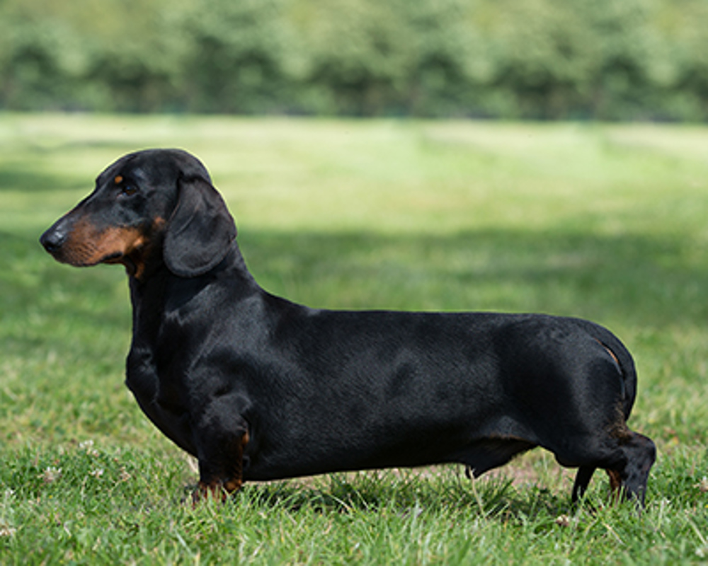 Dachshund (Smooth Haired) Breeds A to Z The Kennel Club