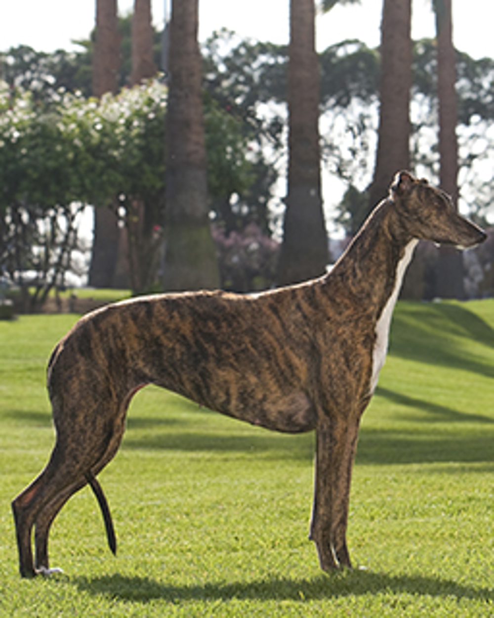List 26+ Wallpapers show me a picture of a greyhound Stunning