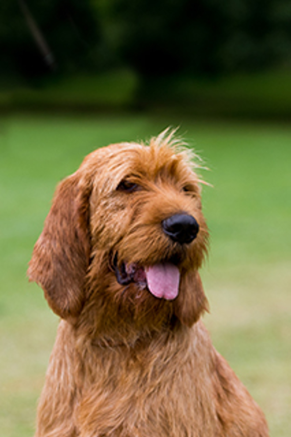 Discover the Griffon Fauve de Bretagne: A Lively and Affectionate Breed Discover the Griffon Fauve de Bretagne: A Lively and Affectionate Breed