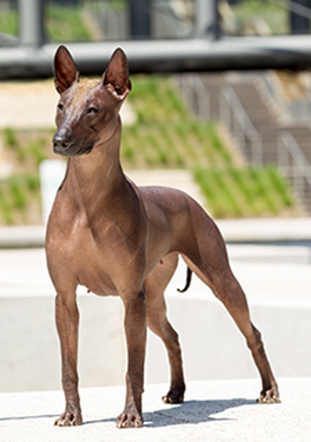 Xoloitzcuintle (Mex Hairless) Std Breeds AZ Kennel Club