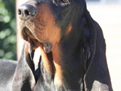 Black and Tan Coonhound headshot
