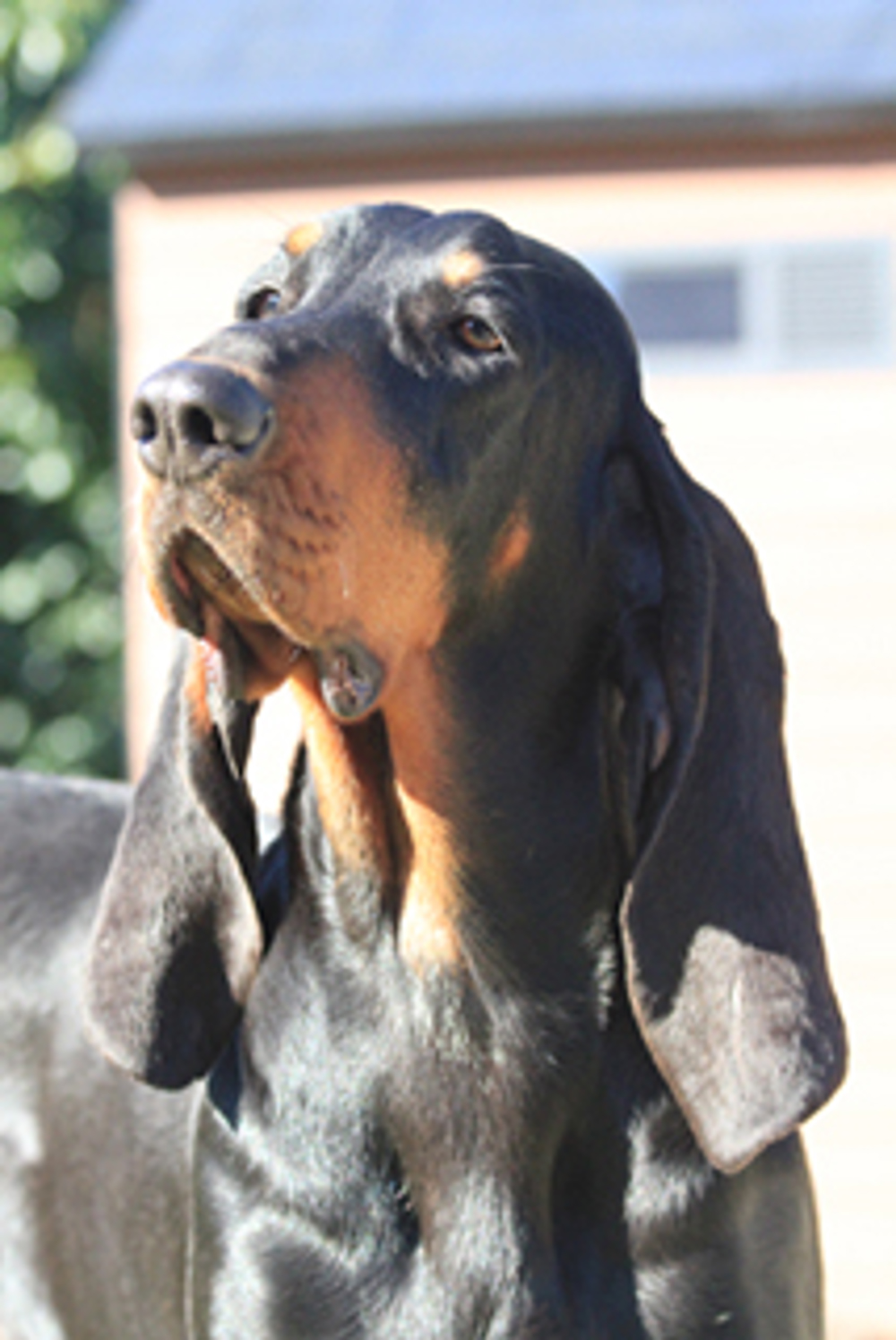 Black And Tan Coonhound Headshot ?mode=pad&width=1000&rnd=132140455130000000