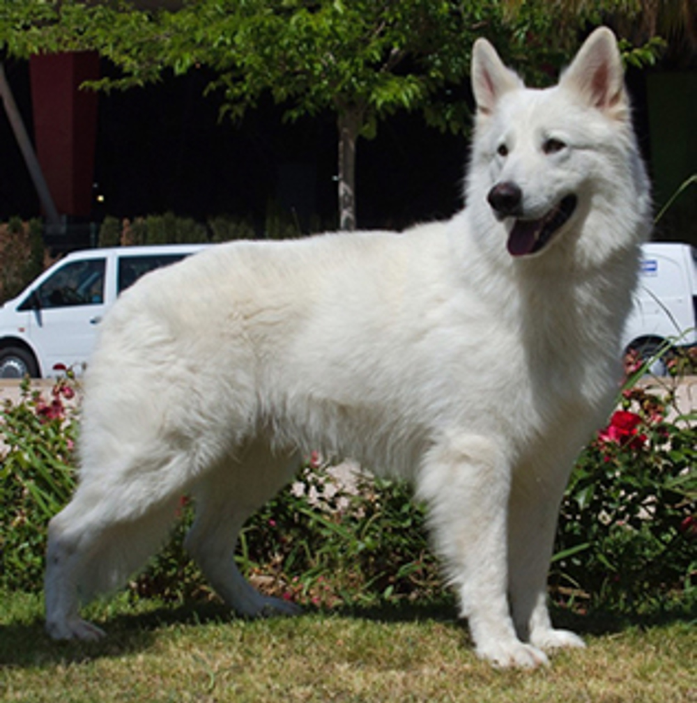 Dogs German Shepherd White