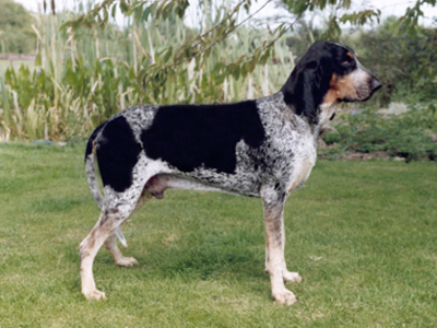 Grand Bleu De Gascogne standing