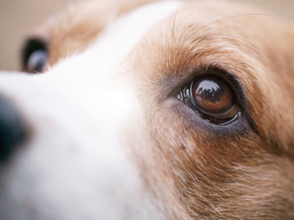 how do you know if your dog has eye problems