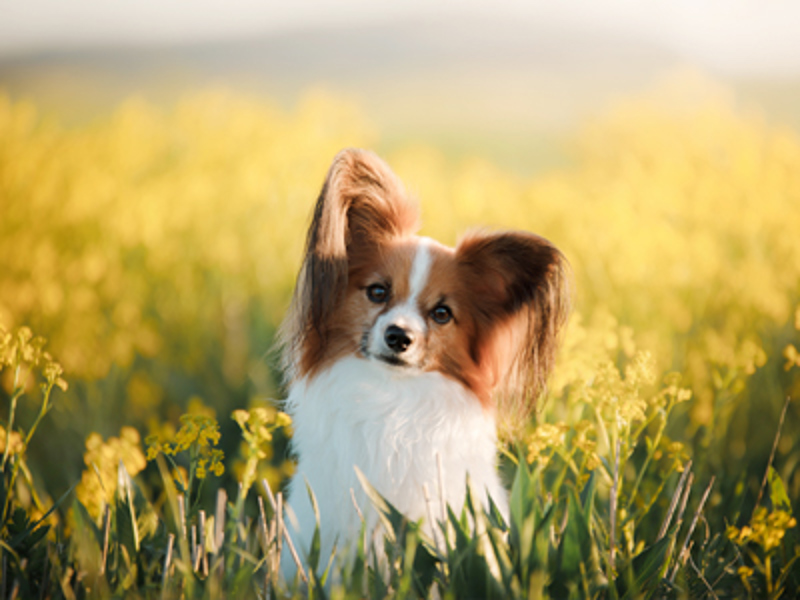 Papillon sat in a field of daffodils