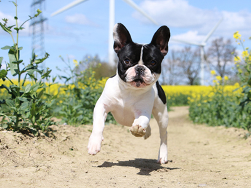French bull dog out running on a walk