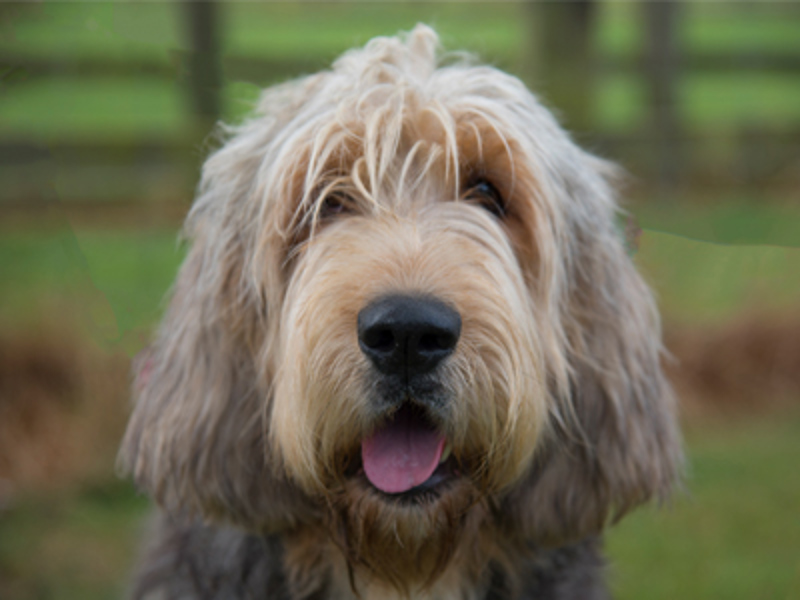 Otterhound with mouth open