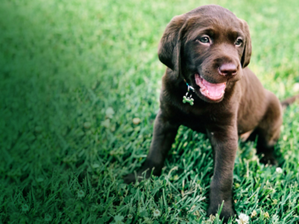 Buying pet insurance | Getting a dog | The Kennel Club