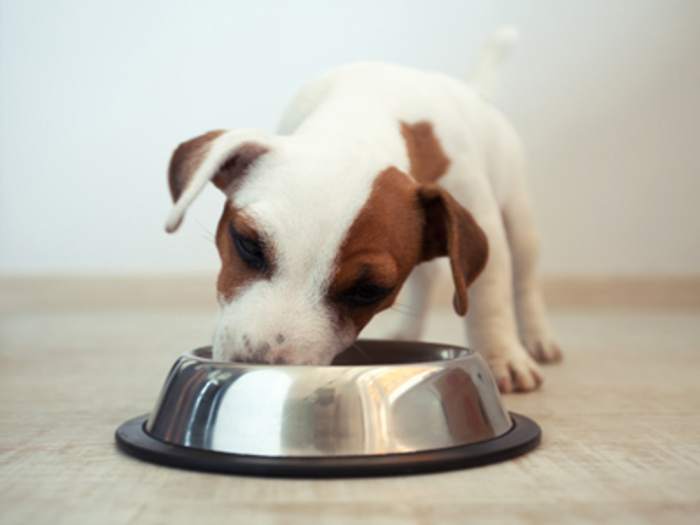 Brown and white puppy eating from a silver bowl