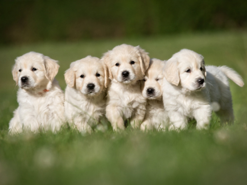 Introduction to dog breeding | Dog breeding | Kennel Club