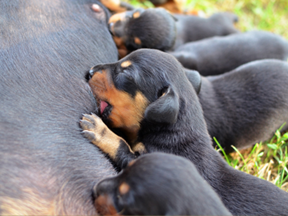 pregnant dog giving birth