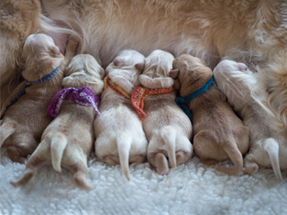 how many litters of puppies can a dog have in a lifetime