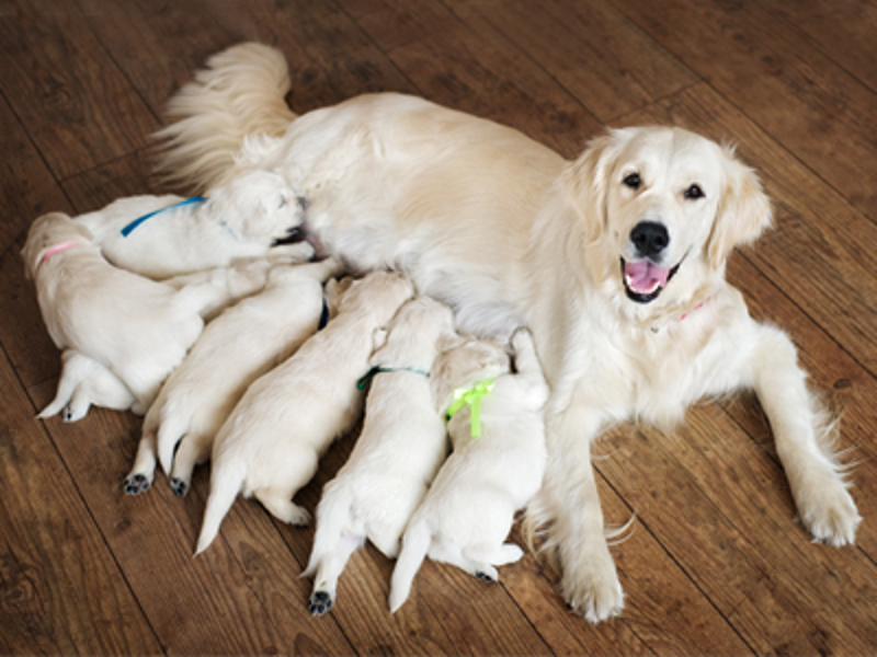 Labrador mum with Labrador puppies laying together
