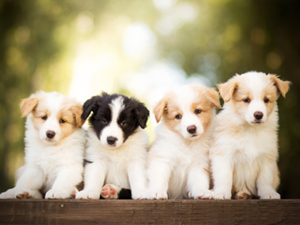 Dog breeding regulation | Dog breeding | The Kennel Club